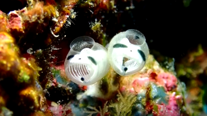 σαν-πάντα-με-στολή-σκελετού-το-νέο-εί-562958431