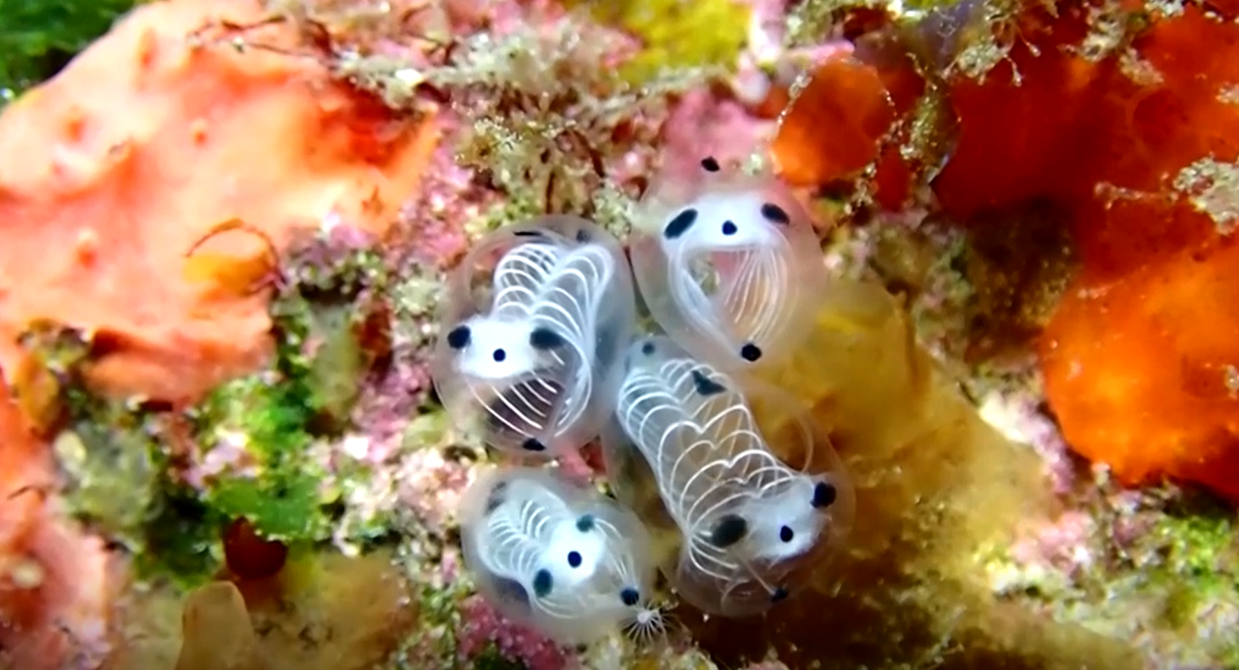 «Σαν πάντα με στολή σκελετού»: Το νέο είδος θαλάσσιου ασπόνδυλου της Ιαπωνίας-1