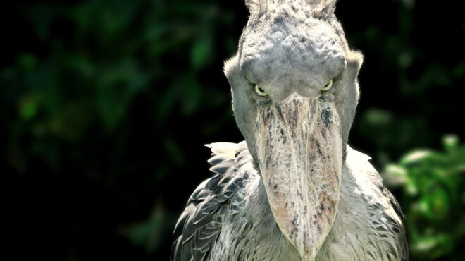 shoebill-το-χαζό-πτηνό-που-φτάνει-το-15-μ-σκοτ-563005765