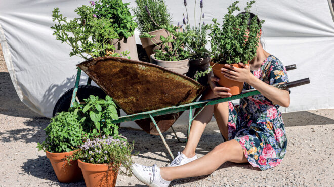 τα-φυτά-με-τις-σπουδαίες-φαρμακευτικέ-562987189