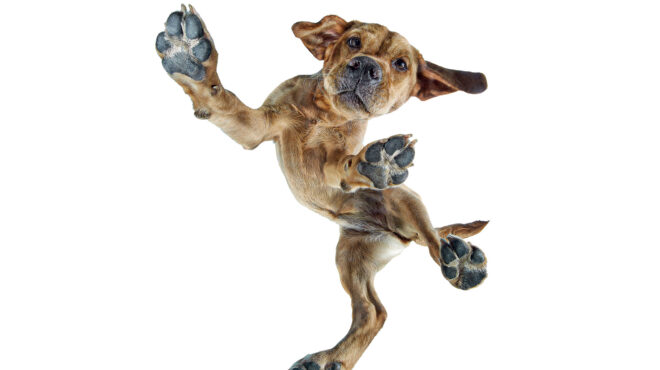 μπορείτε-να-κάνετε-τον-σκύλο-σας-πιο-έξ-562965115