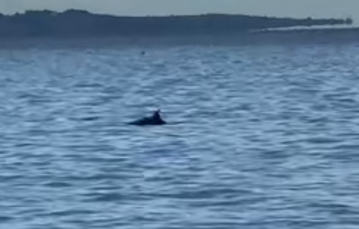 Θεσσαλονίκη: Δελφίνια έκαναν την εμφάνισή τους στον Θερμαϊκό-1