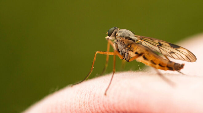 δάγκειος-πυρετός-καμπανάκι-του-εοδ-563006668