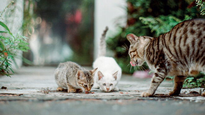 τι-ευθύνες-πρέπει-να-αναλαμβάνουν-όσο-562998757