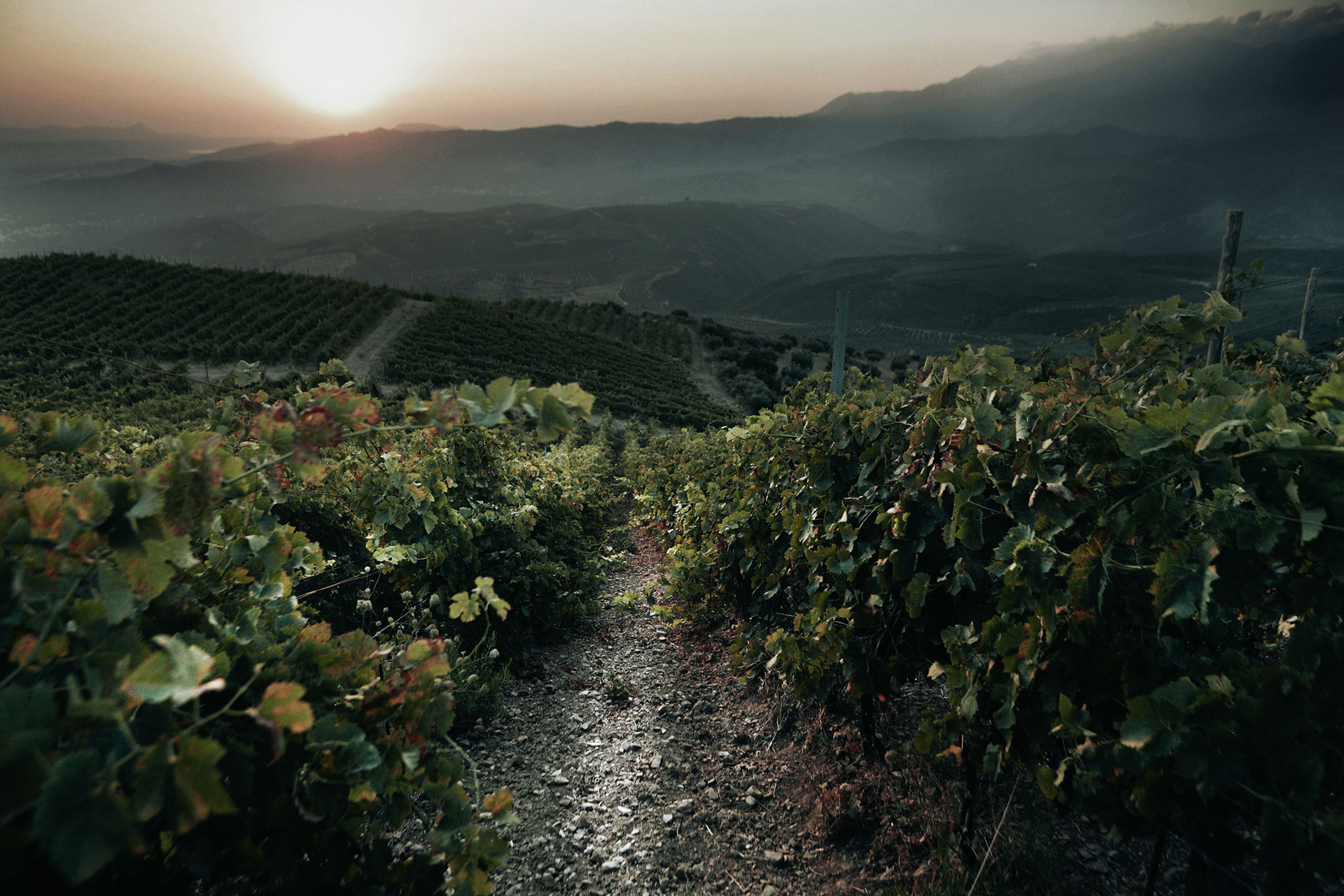 Οινικός τουρισμός: Στο οινοποιείο Μανουσάκη στα Χανιά για κρασί, τέχνη και καλό φαγητό-4