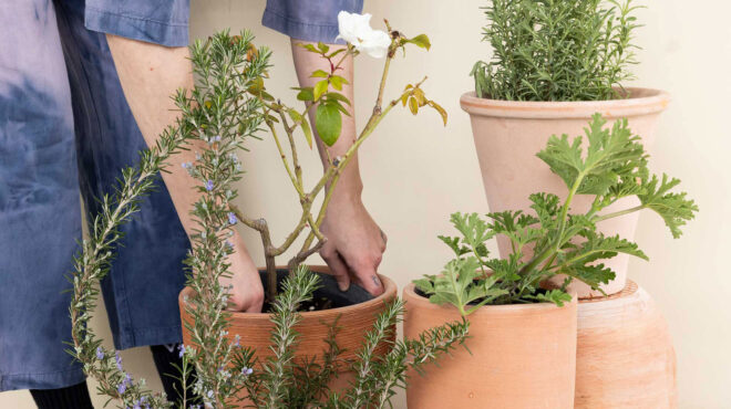 τα-καλύτερα-φάρμακα-για-τα-ερωτικά-προ-562965217