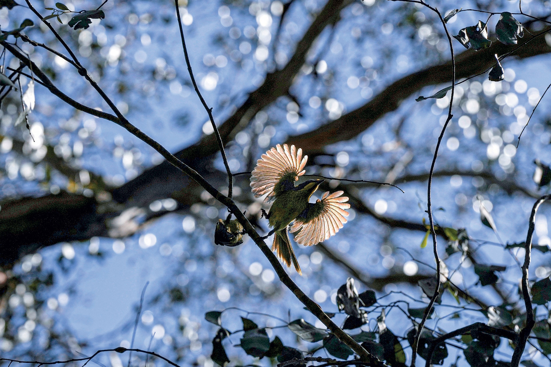 Eχουμε δικαίωμα να αλλάξουμε το DNA των ζώων για να τα σώσουμε ή όχι;-3