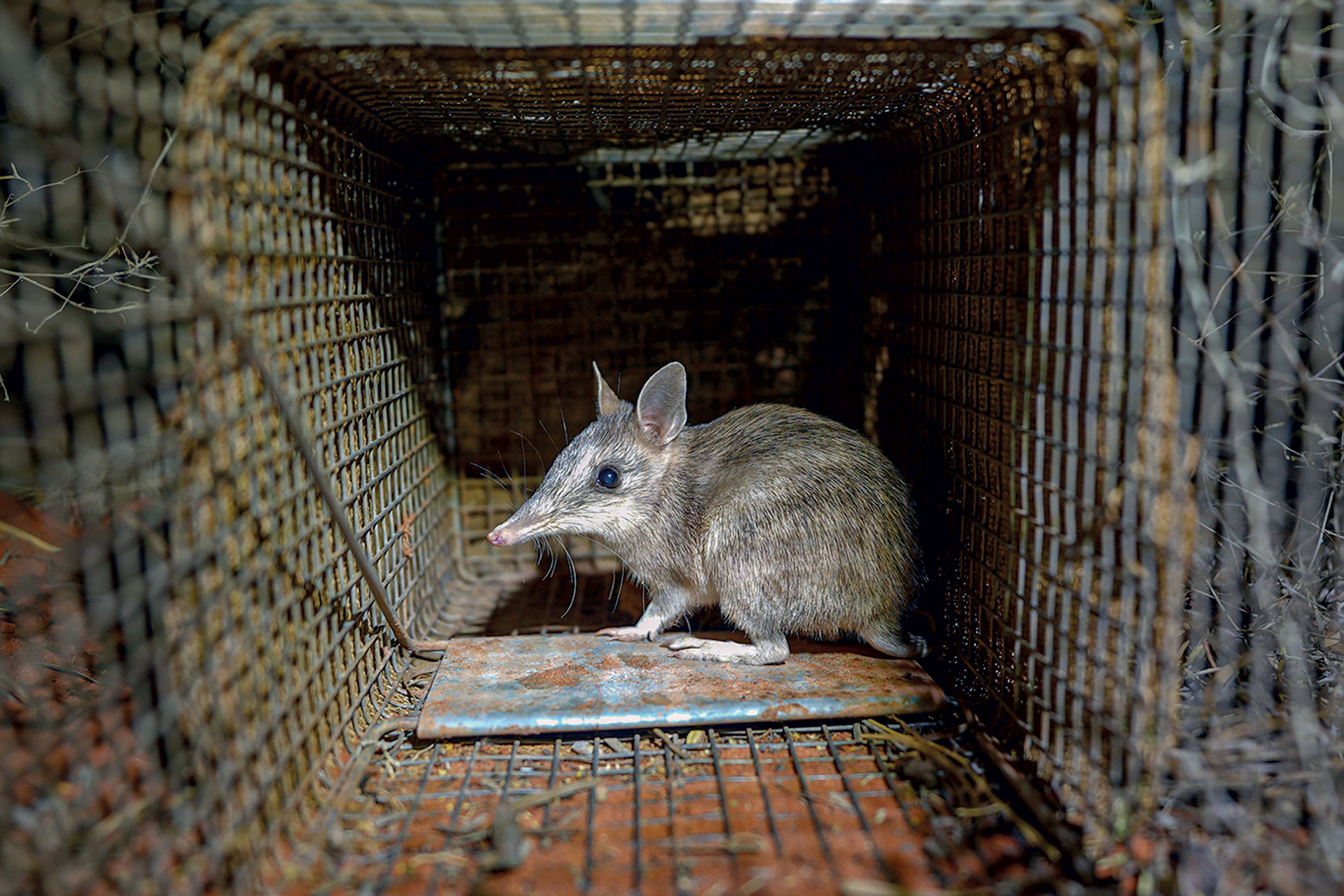 Eχουμε δικαίωμα να αλλάξουμε το DNA των ζώων για να τα σώσουμε ή όχι;-4