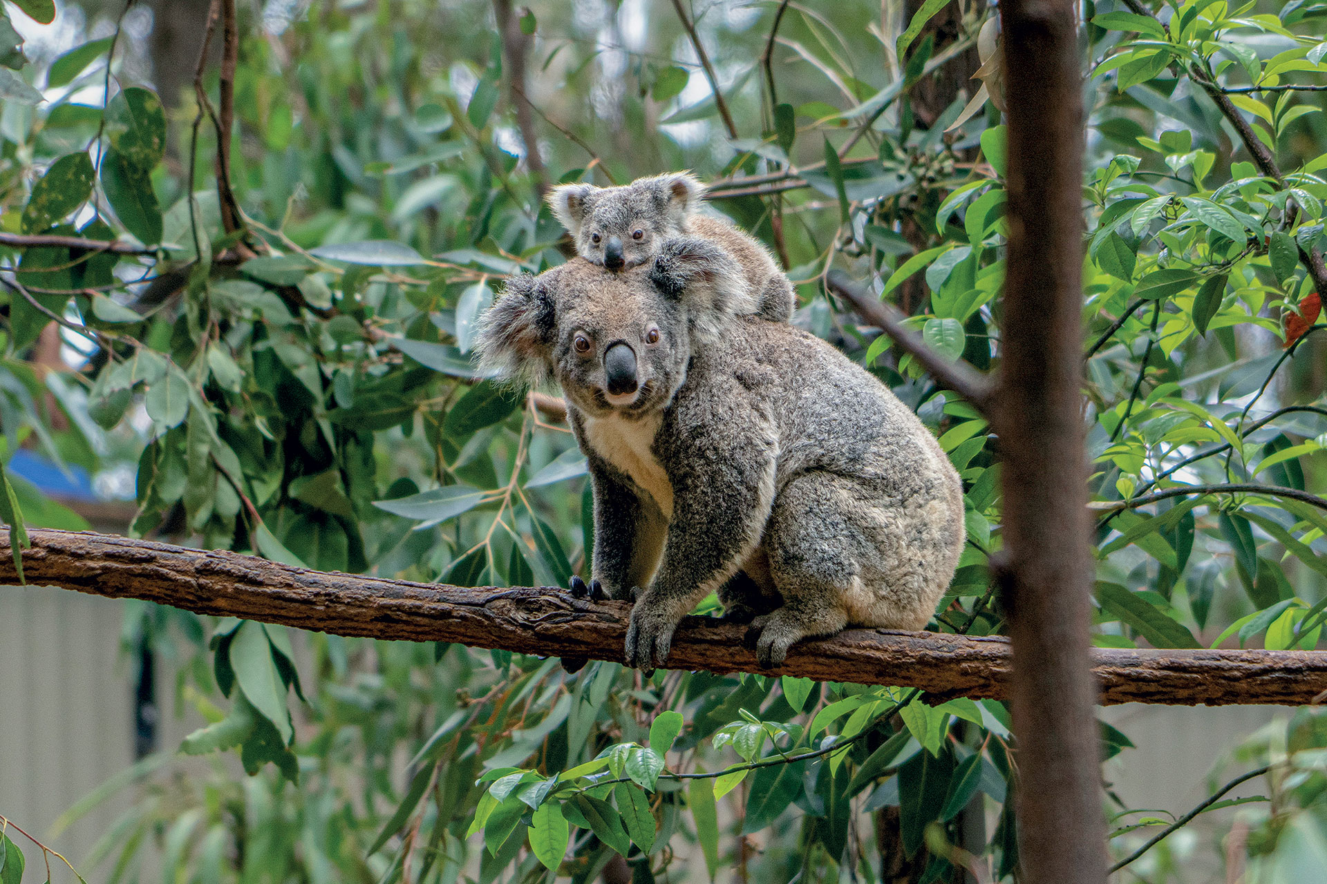 Eχουμε δικαίωμα να αλλάξουμε το DNA των ζώων για να τα σώσουμε ή όχι;-5