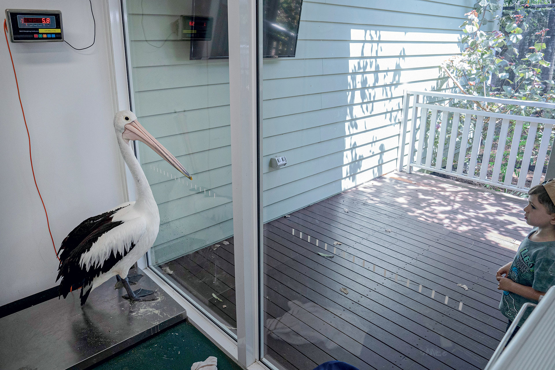 Eχουμε δικαίωμα να αλλάξουμε το DNA των ζώων για να τα σώσουμε ή όχι;-6