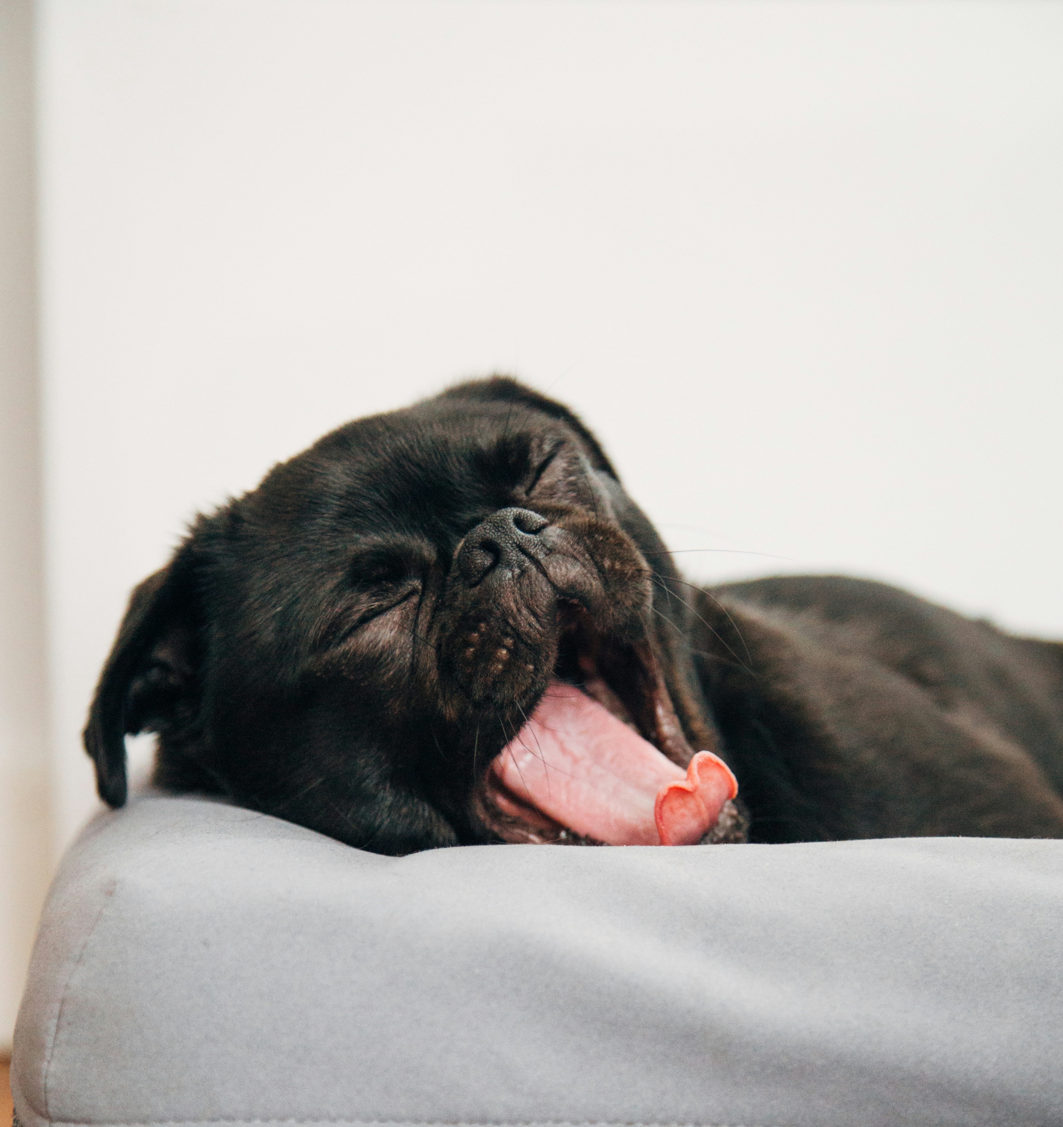 Τελικά, πόσο μεταδοτικό είναι το χασμουρητό από άνθρωπο σε σκύλο;-2