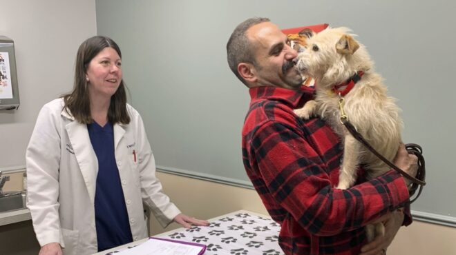 σκύλος-δρομέας-εξαφανίστηκε-από-το-562966309