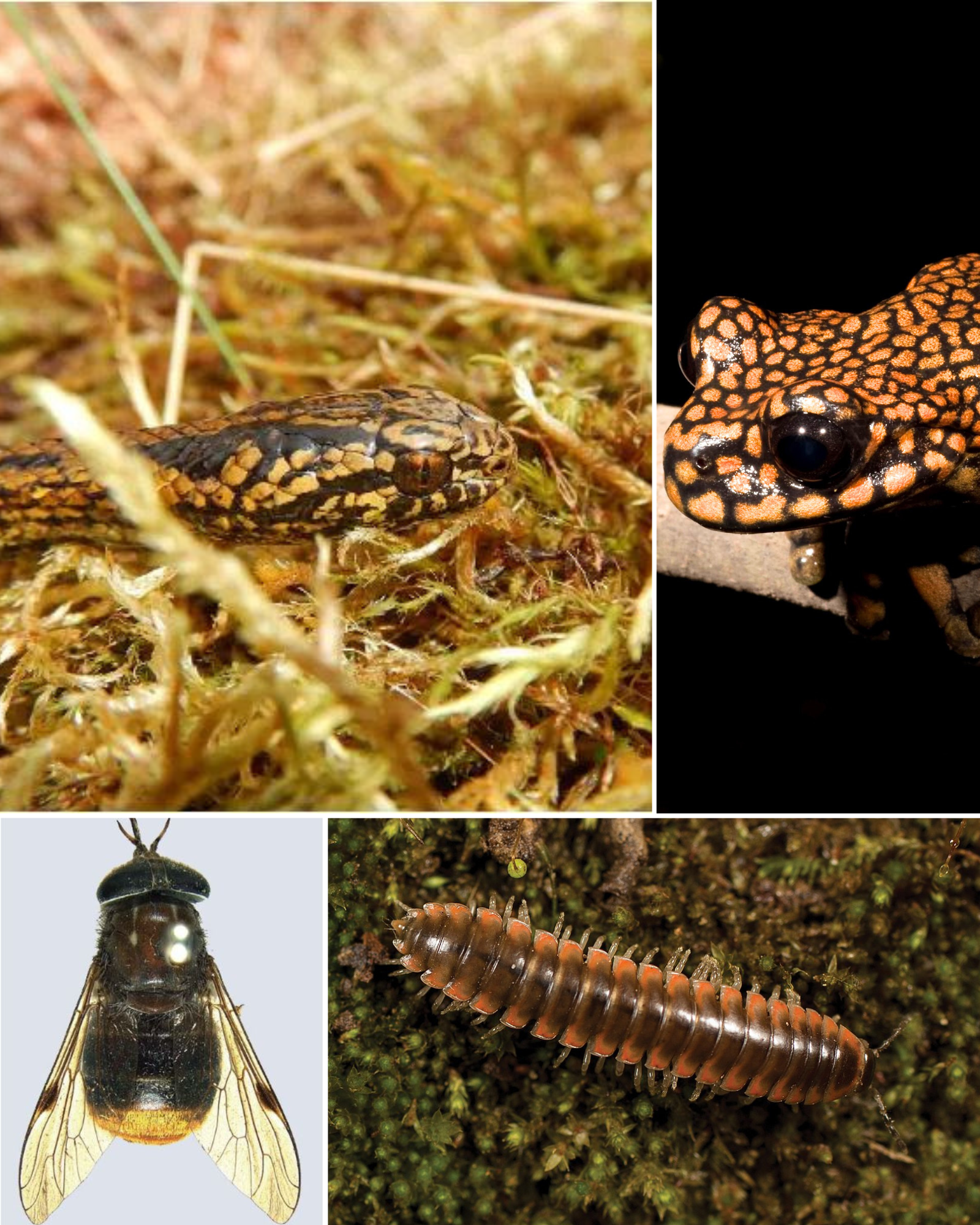 «Ο Τ-Rex δεν είναι κουλ»-5