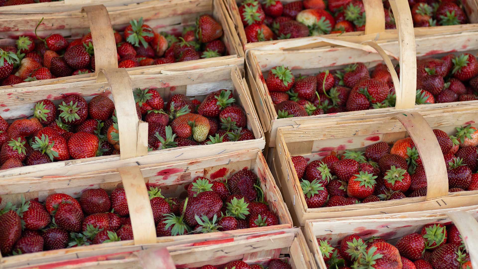 Φράουλα: Μύθοι και αλήθειες για το αγαπημένο μας φρούτο, τι προσέχουμε κατά την αγορά-3