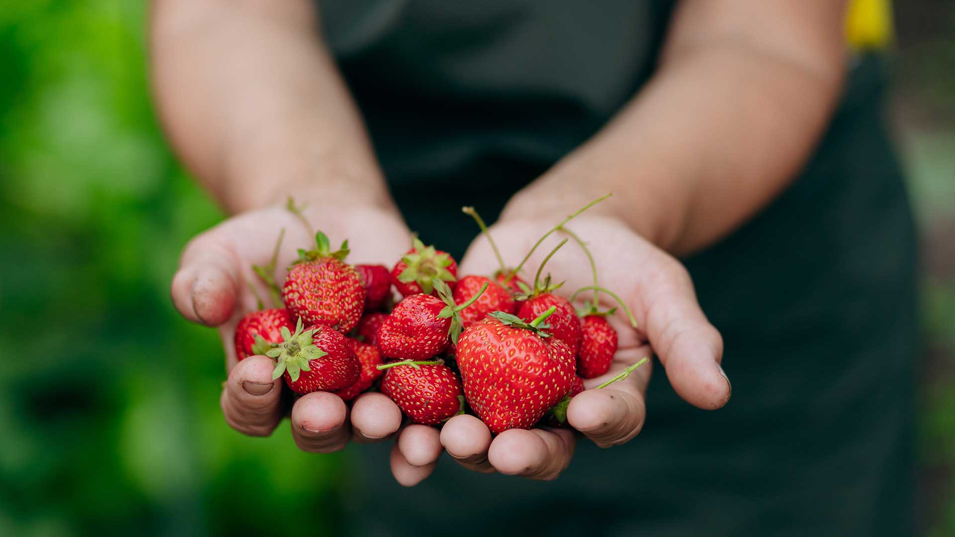 Φράουλα: Μύθοι και αλήθειες για το αγαπημένο μας φρούτο, τι προσέχουμε κατά την αγορά-1
