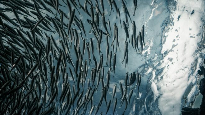 το-στοίχημα-της-ιχθυοκαλλιέργειας-ως-562970527