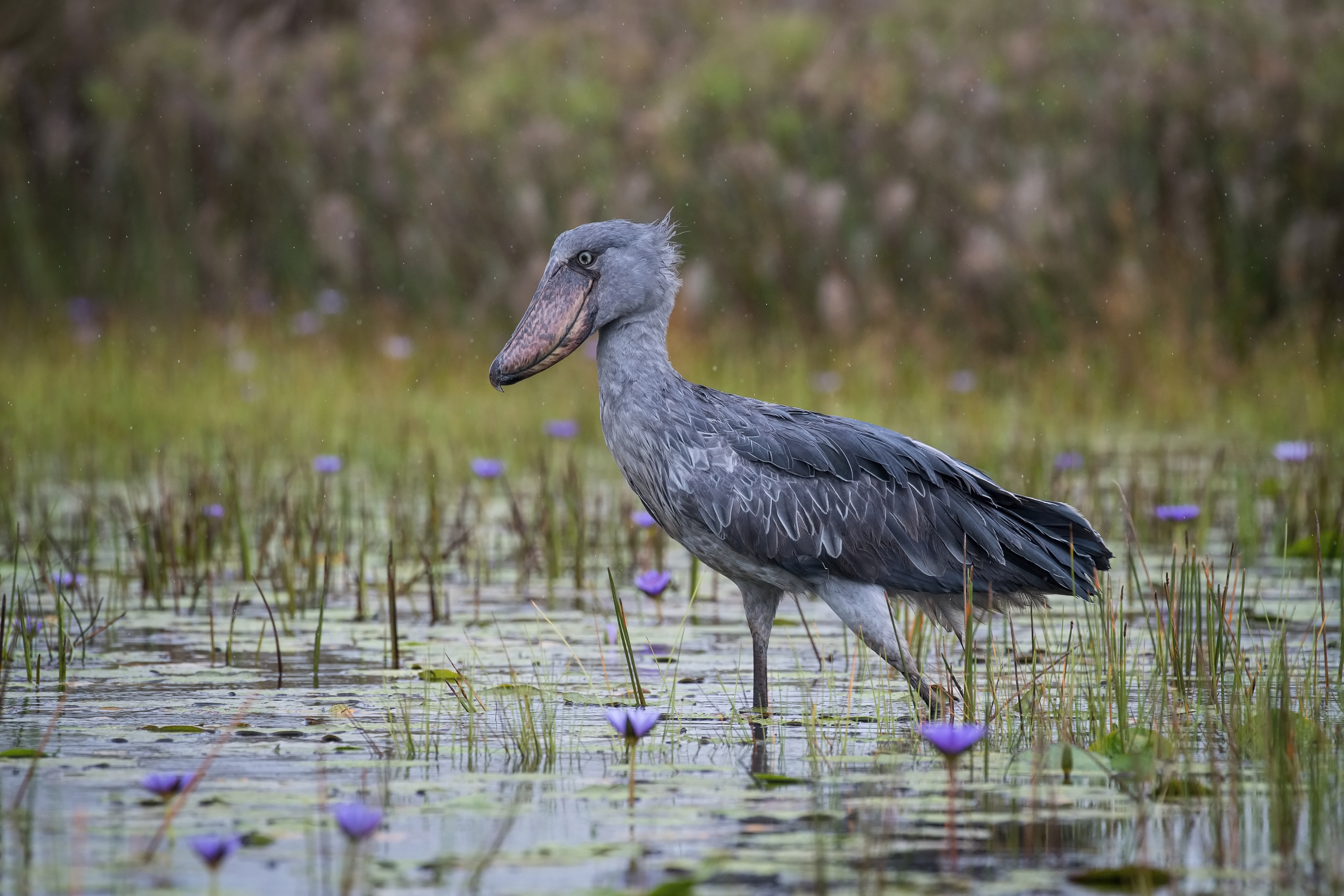 Shoebill: Το «χαζό» πτηνό που φτάνει το 1,5 μ., σκοτώνει τα αδέλφια του και τρώει κροκοδειλάκια-2