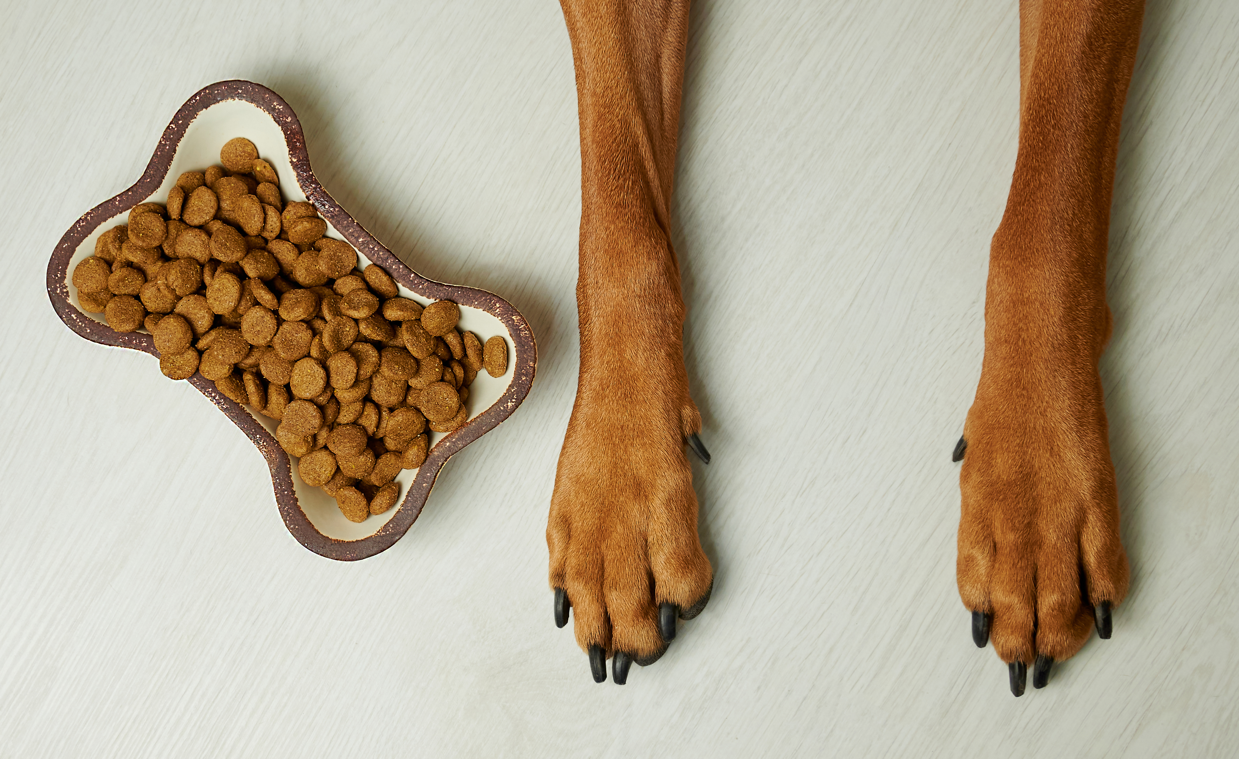 Γιατί οι γάτες έχουν «πτυσσόμενα» νύχια ενώ οι σκύλοι όχι;-2