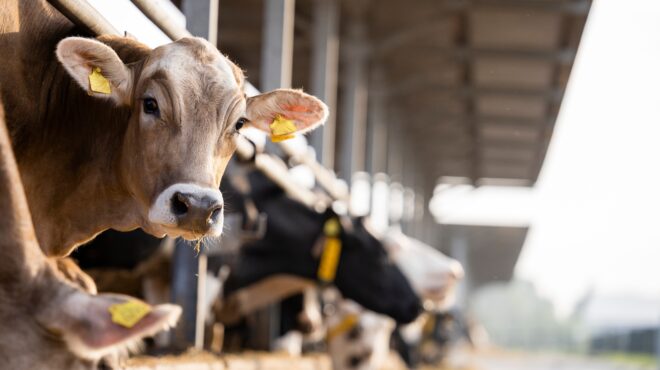 γρίπη-των-πτηνών-ο-ιός-εντοπίστηκε-σε-α-562989316