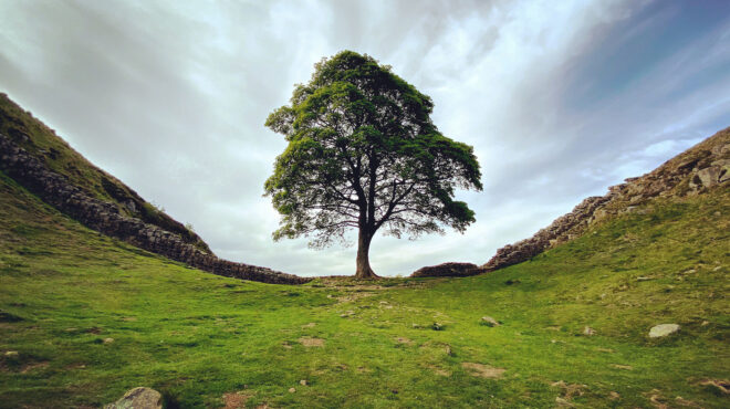 βρετανία-διώξεις-για-το-κόψιμο-ενός-πα-563006809