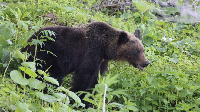 ιαπωνία-σύστημα-α-ι-θα-προειδοποιεί-γι-563006860