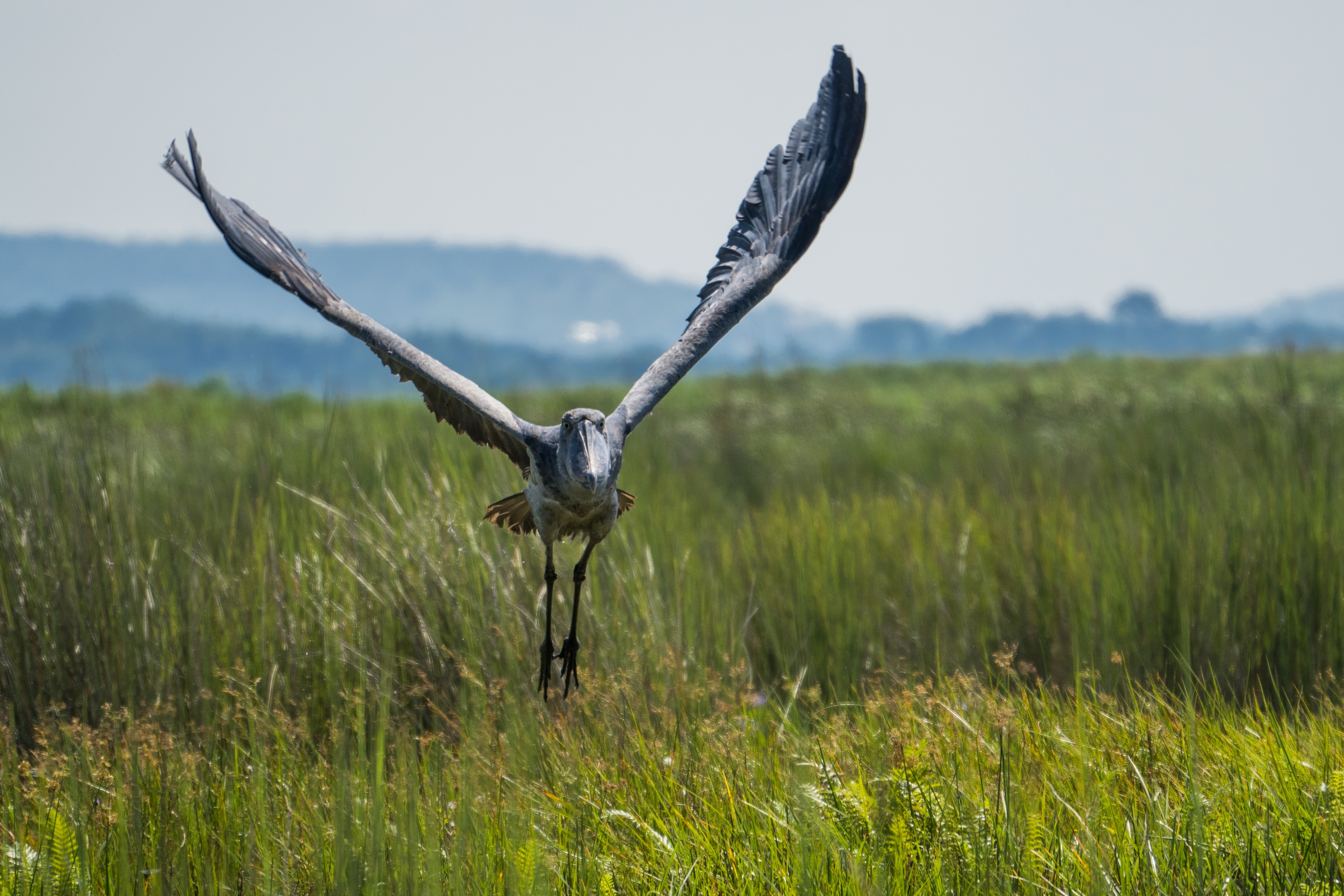 Shoebill: Το «χαζό» πτηνό που φτάνει το 1,5 μ., σκοτώνει τα αδέλφια του και τρώει κροκοδειλάκια-3