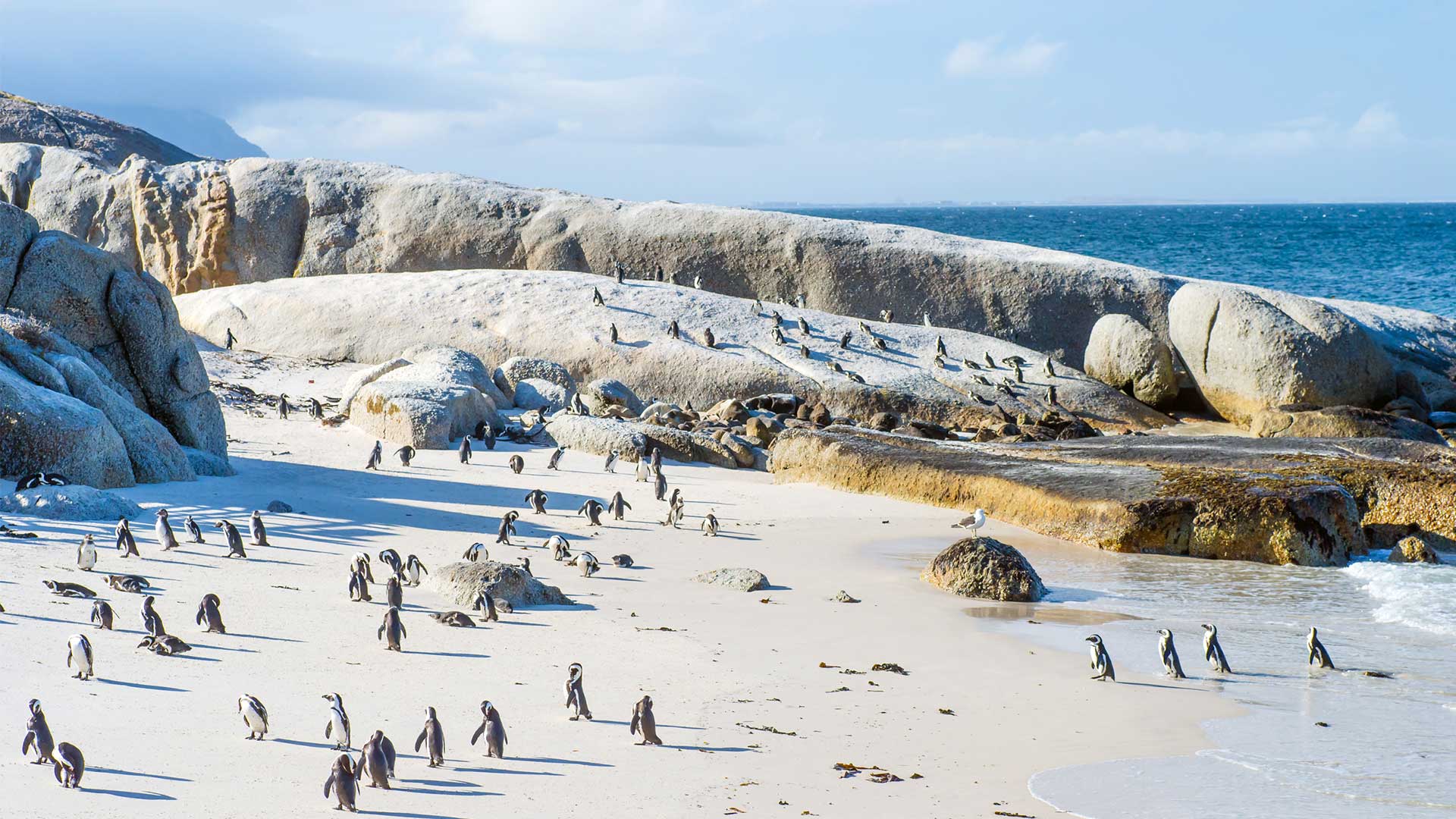 Κέιπ Τάουν: Στα ίχνη του Μαντέλα 30 χρόνια μετά το τέλος του απαρτχάιντ-4