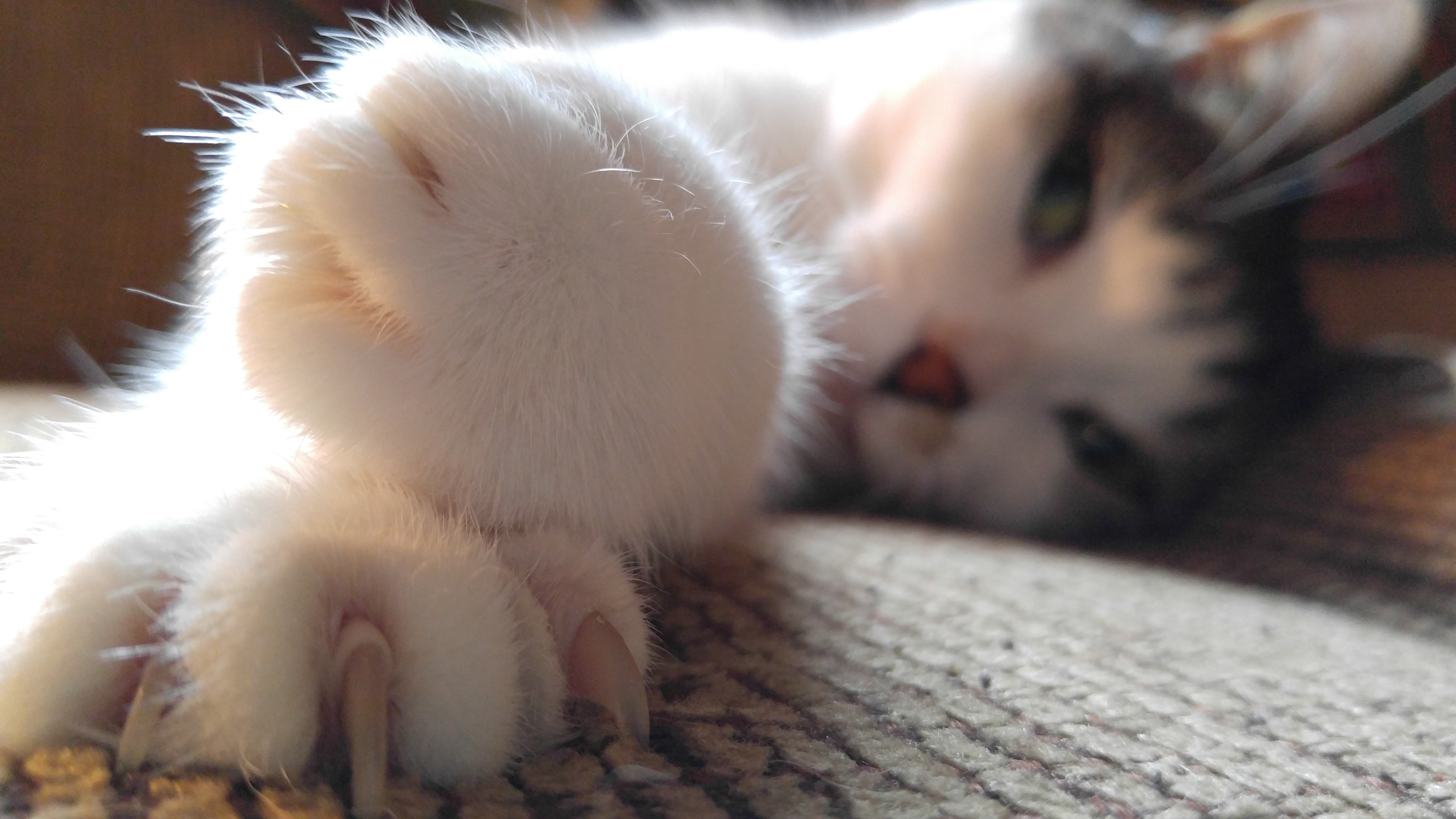 Γιατί οι γάτες έχουν «πτυσσόμενα» νύχια ενώ οι σκύλοι όχι;-1