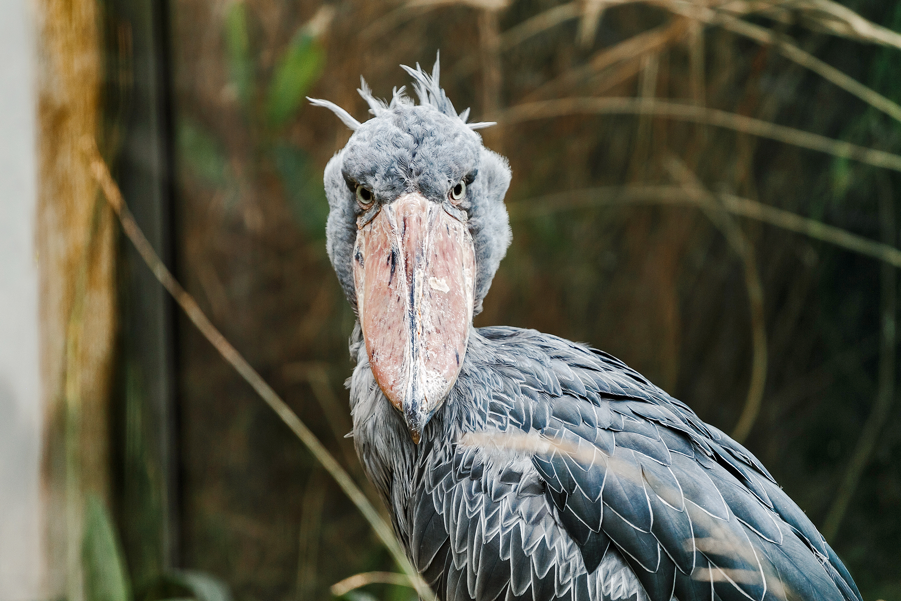 Shoebill: Το «χαζό» πτηνό που φτάνει το 1,5 μ., σκοτώνει τα αδέλφια του και τρώει κροκοδειλάκια-1