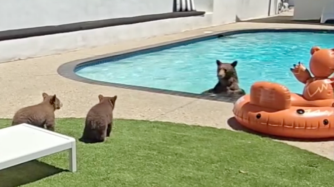 οικογένεια-αρκούδων-δροσίζεται-σε-πι-563014453