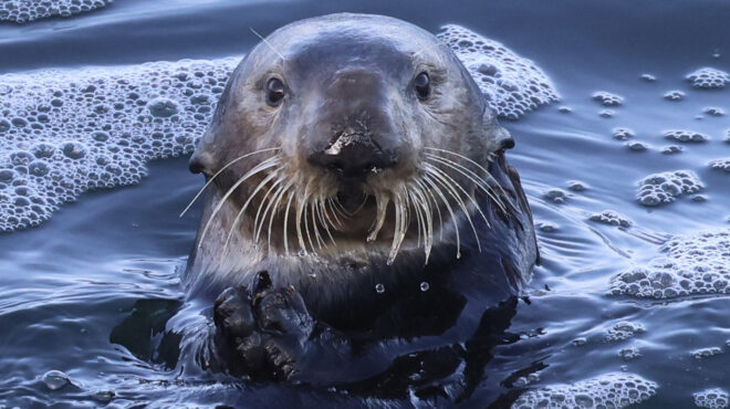 σας-έλειψα-η-κλεπτομανής-βίδρα-τη-563050648