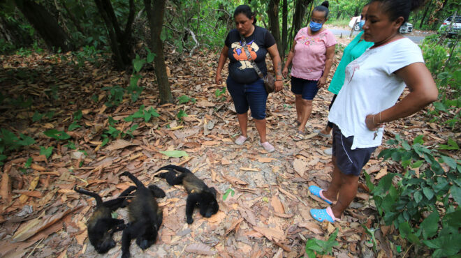 μεξικό-οι-μαϊμούδες-πέφτουν-από-τα-δέ-563036938