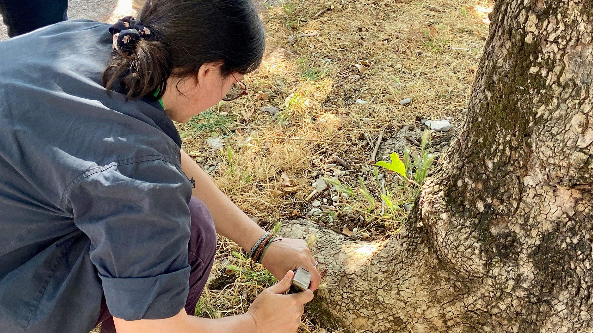 Αγώνας δρόμου για τα άρρωστα πλατάνια στη Ναύπακτο-3