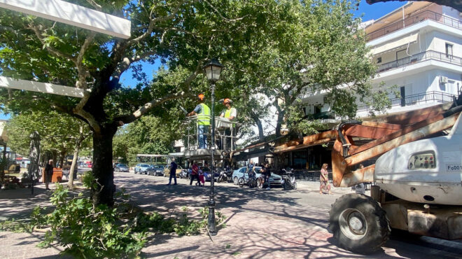 αγώνας-δρόμου-για-τα-άρρωστα-πλατάνια-563047588