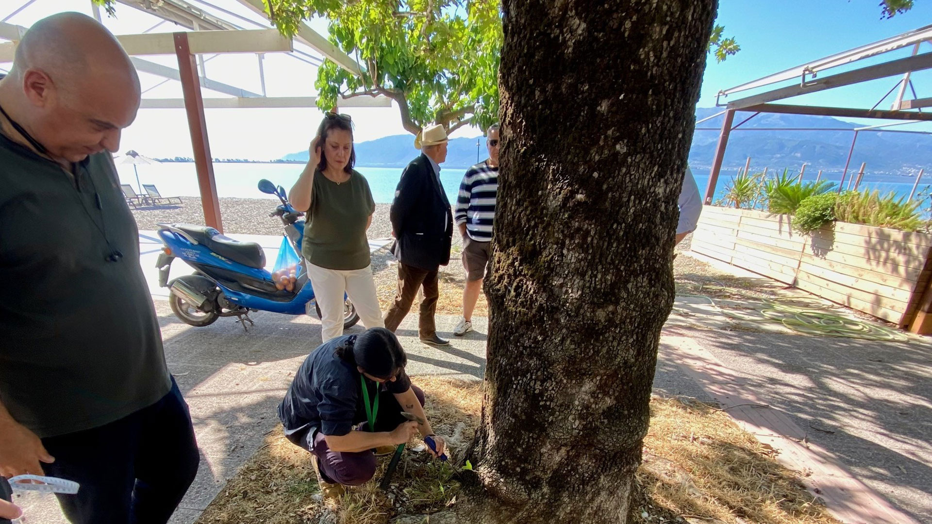 Αγώνας δρόμου για τα άρρωστα πλατάνια στη Ναύπακτο-2