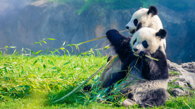 h-διπλωματία-των-πάντα-μεταξύ-ηπα-κ-563008303