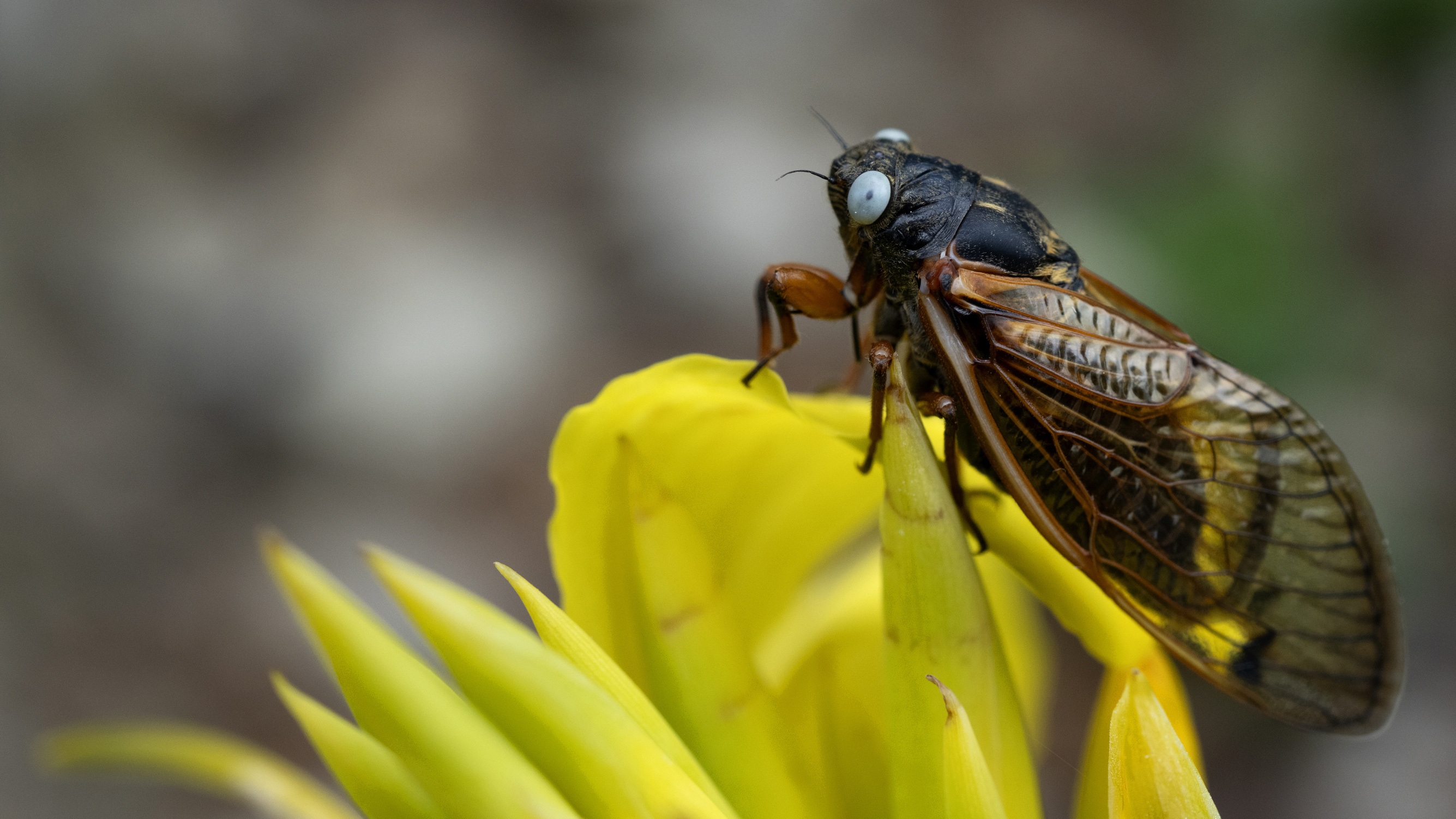 Οι… Πολ Νιούμαν των τζιτζικιών: Τα σπάνια γαλανομάτικα ζωύφια που έχουν ενθουσιάσει τους Αμερικανούς-4