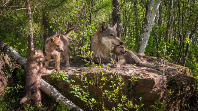 χορεύοντας-με-τους-λύκους-στα-χωριά-563046997