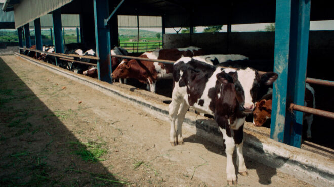 εξαρθρώθηκε-κύκλωμα-με-εικονικές-σφα-563036998