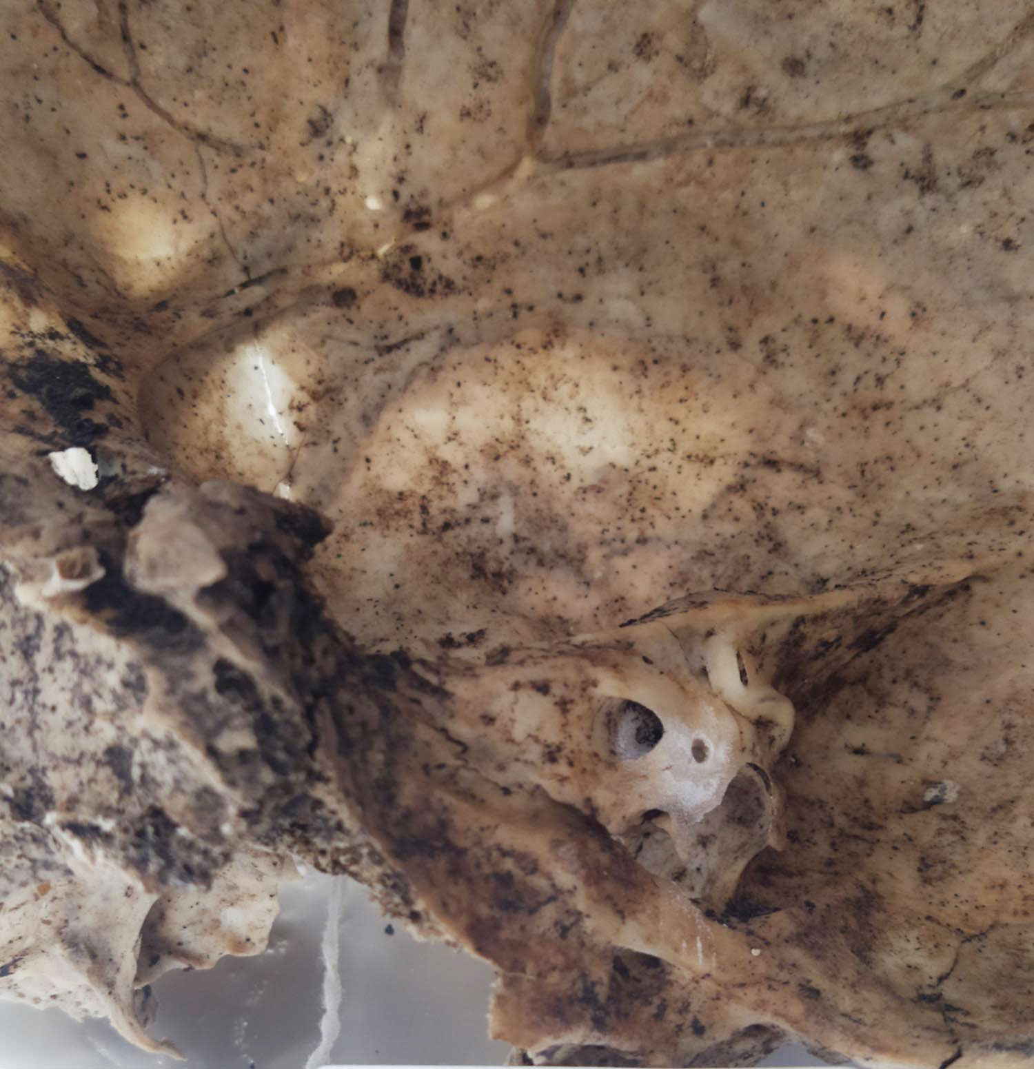 Ταυτοποιήθηκαν 83 χρόνια μετά: Αμαχοι εκτελεσθέντες στην Κρήτη-2