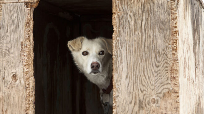 η-κακοποίηση-ζώων-μπορεί-να-είναι-η-αρχ-563016787
