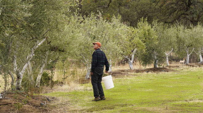 eλαιόλαδο-made-in-brazil-563021323