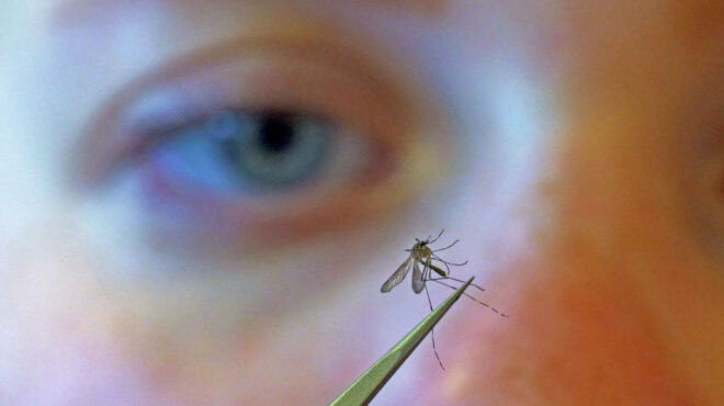 τροπικές-ασθένειες-ήρθαν-στην-ευρώπη-563038939