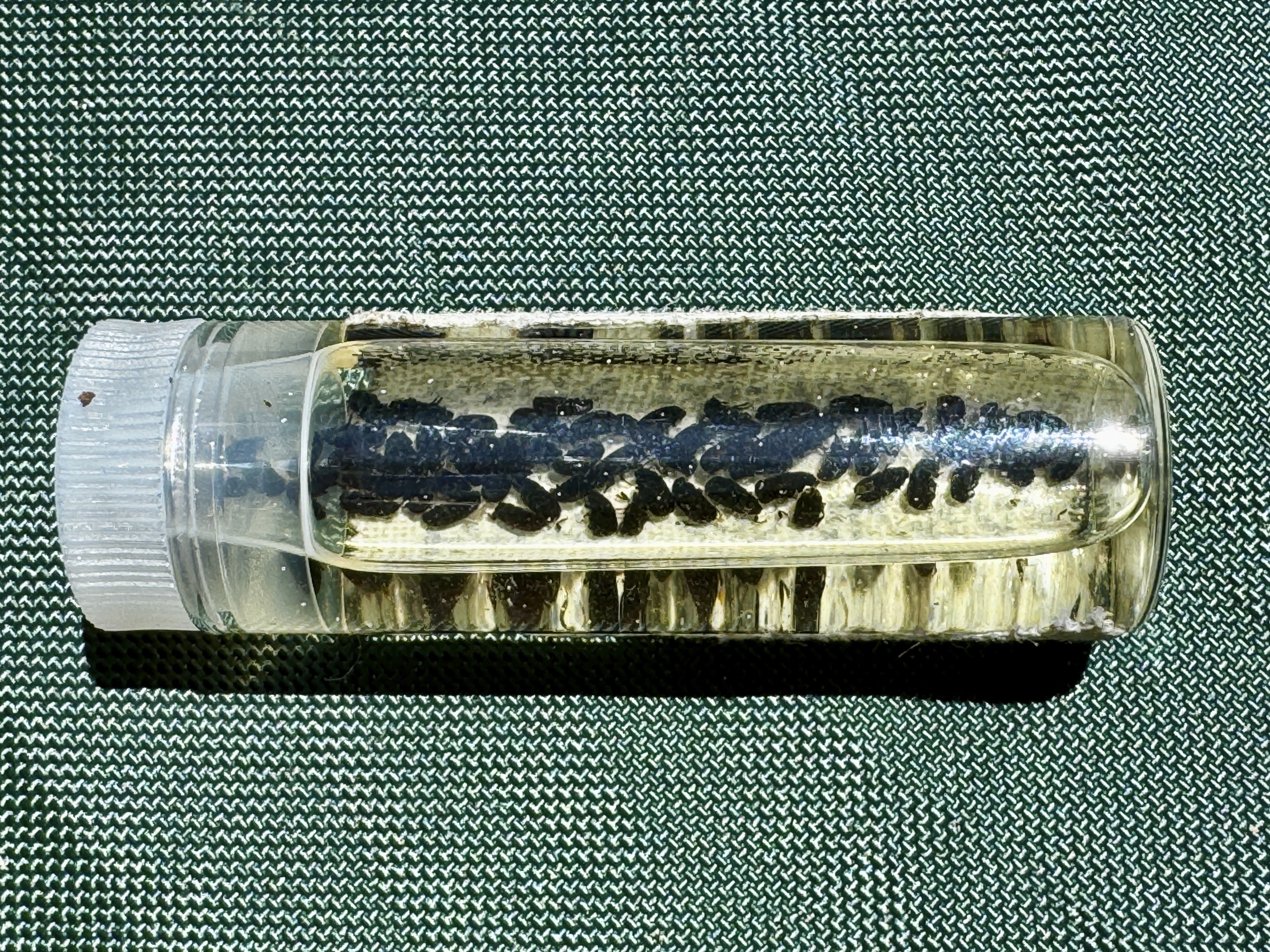 Ο «Στρατηγός Σέρμαν» πέρασε το «τσεκάπ» – Οι γιγάντιες σεκόγιες, όμως, εκπέμπουν SOS-4