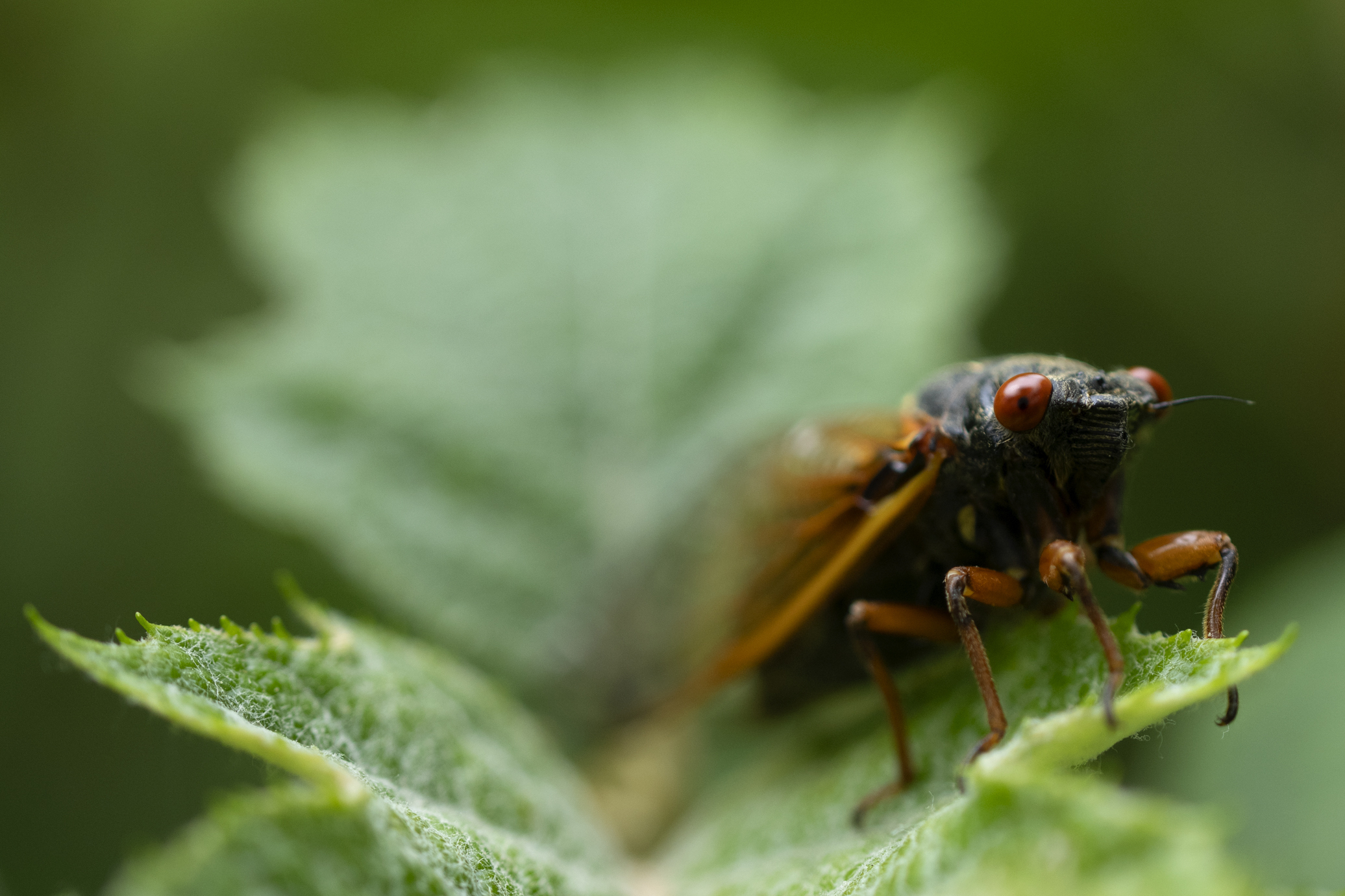 Οι… Πολ Νιούμαν των τζιτζικιών: Τα σπάνια γαλανομάτικα ζωύφια που έχουν ενθουσιάσει τους Αμερικανούς-3