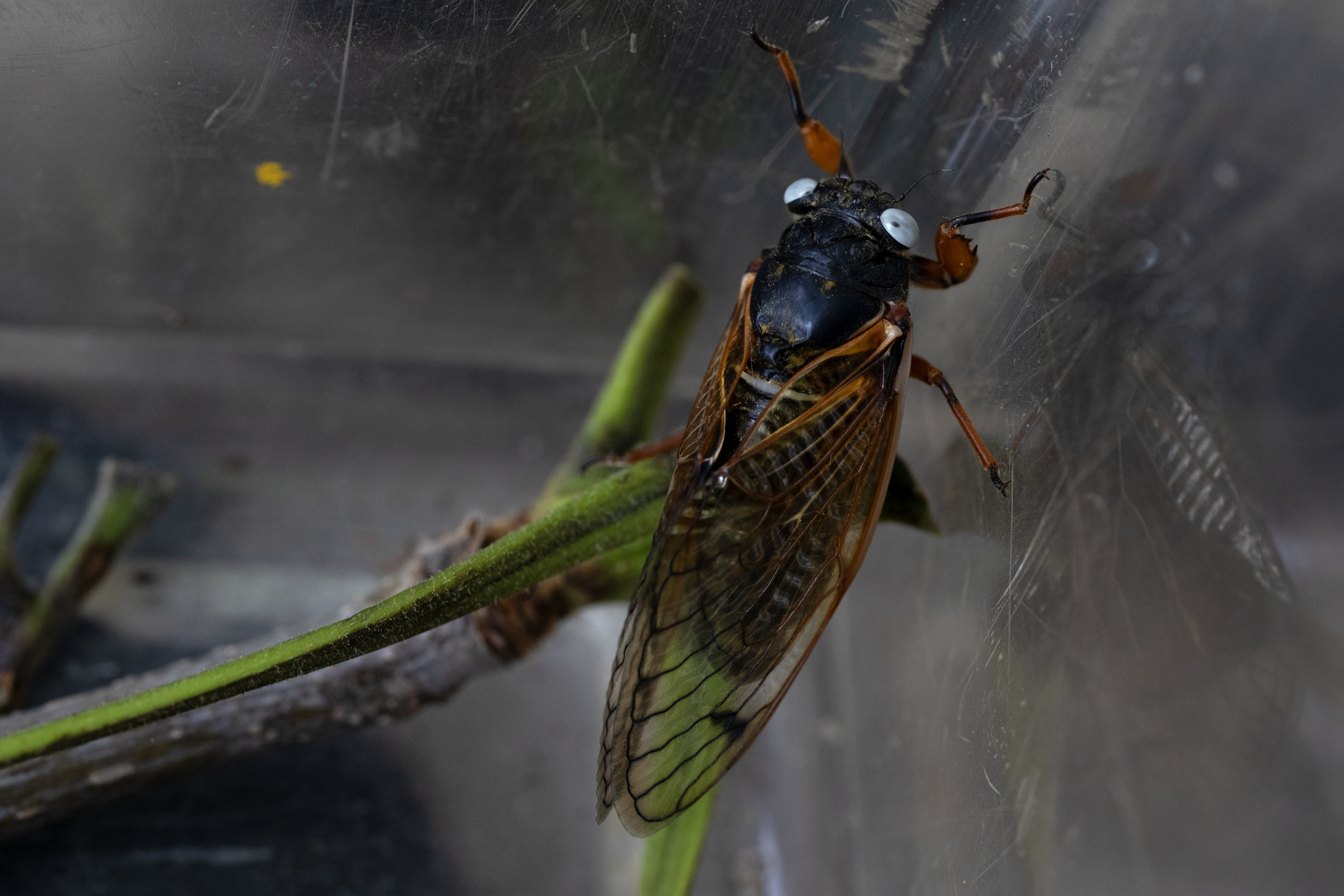 Οι… Πολ Νιούμαν των τζιτζικιών: Τα σπάνια γαλανομάτικα ζωύφια που έχουν ενθουσιάσει τους Αμερικανούς-1