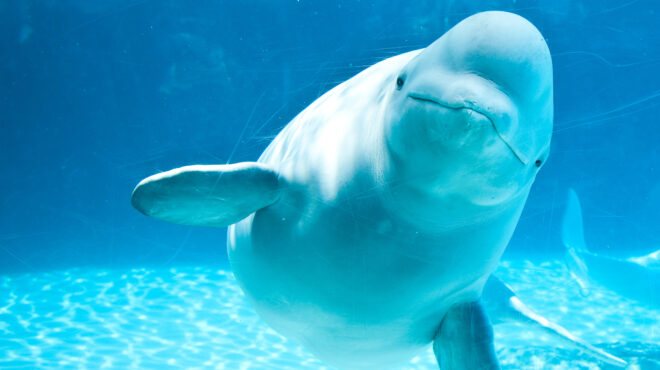 ελευθερώστε-την-μπέλα-εκστρατεία-γ-563033716