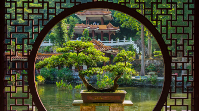 γιατί-κάποια-δέντρα-είναι-ντροπαλά-563035198