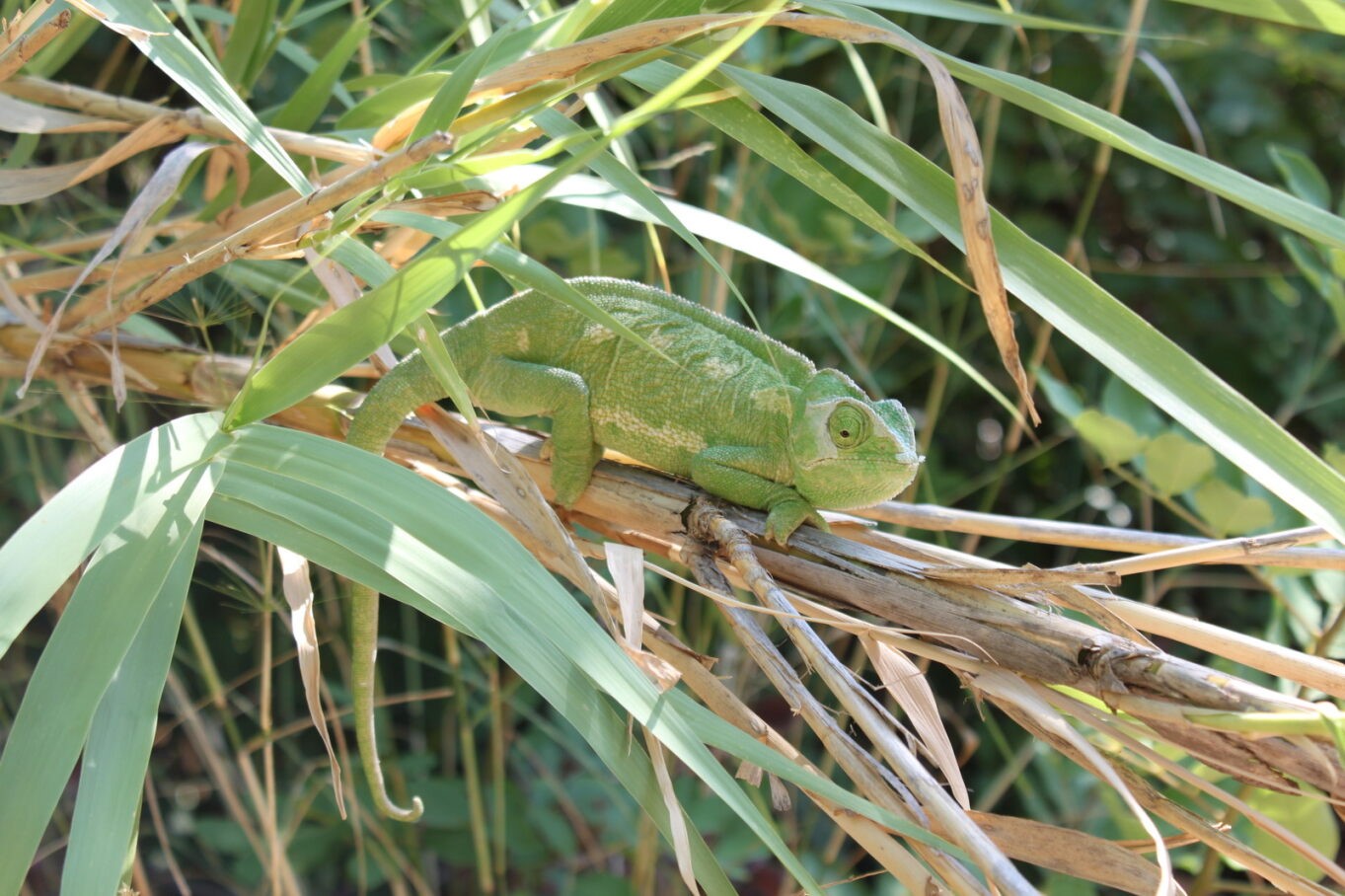 Υπό απειλή πάνω από το ένα πέμπτο των ειδών ζώων, φυτών και μυκήτων στην Ελλάδα-1