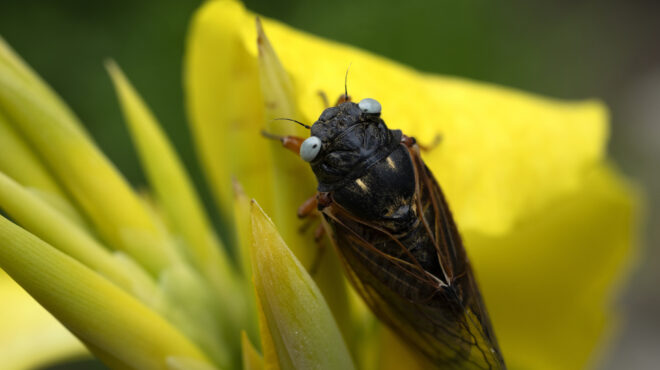 οι-πολ-νιούμαν-των-τζιτζικιών-τα-σπά-563052511